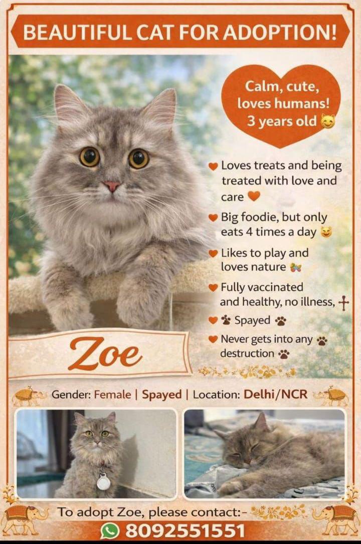 Trying to help a cat who is looking for a home from months