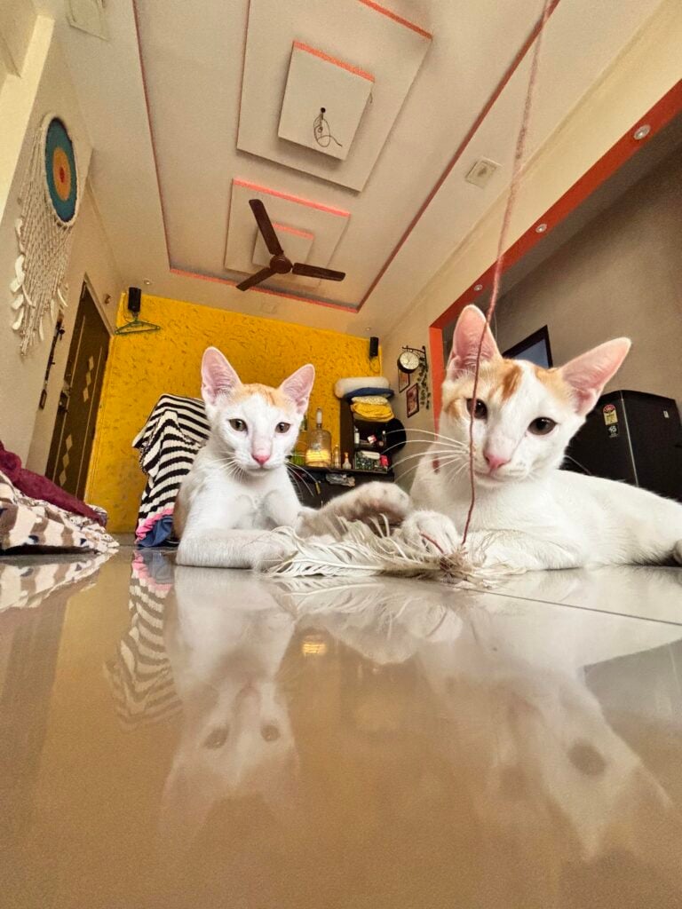 Mumbai- adopt the ‘Cat’astrophies