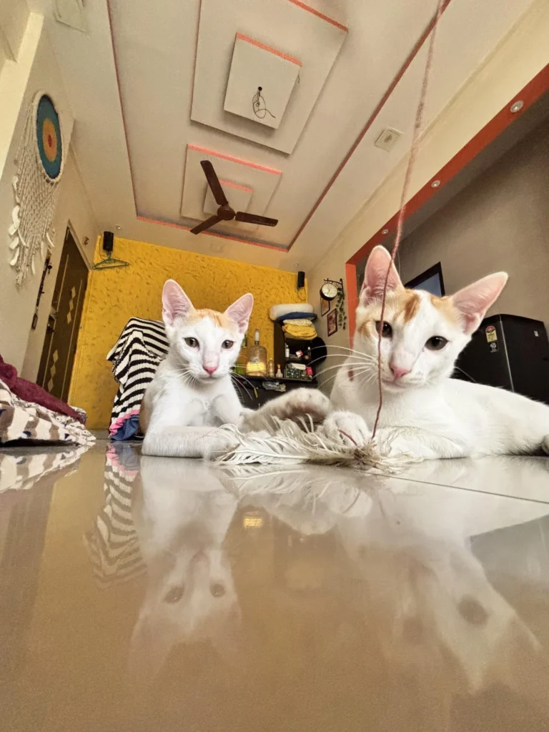 Mumbai- adopt the ‘Cat’astrophies
