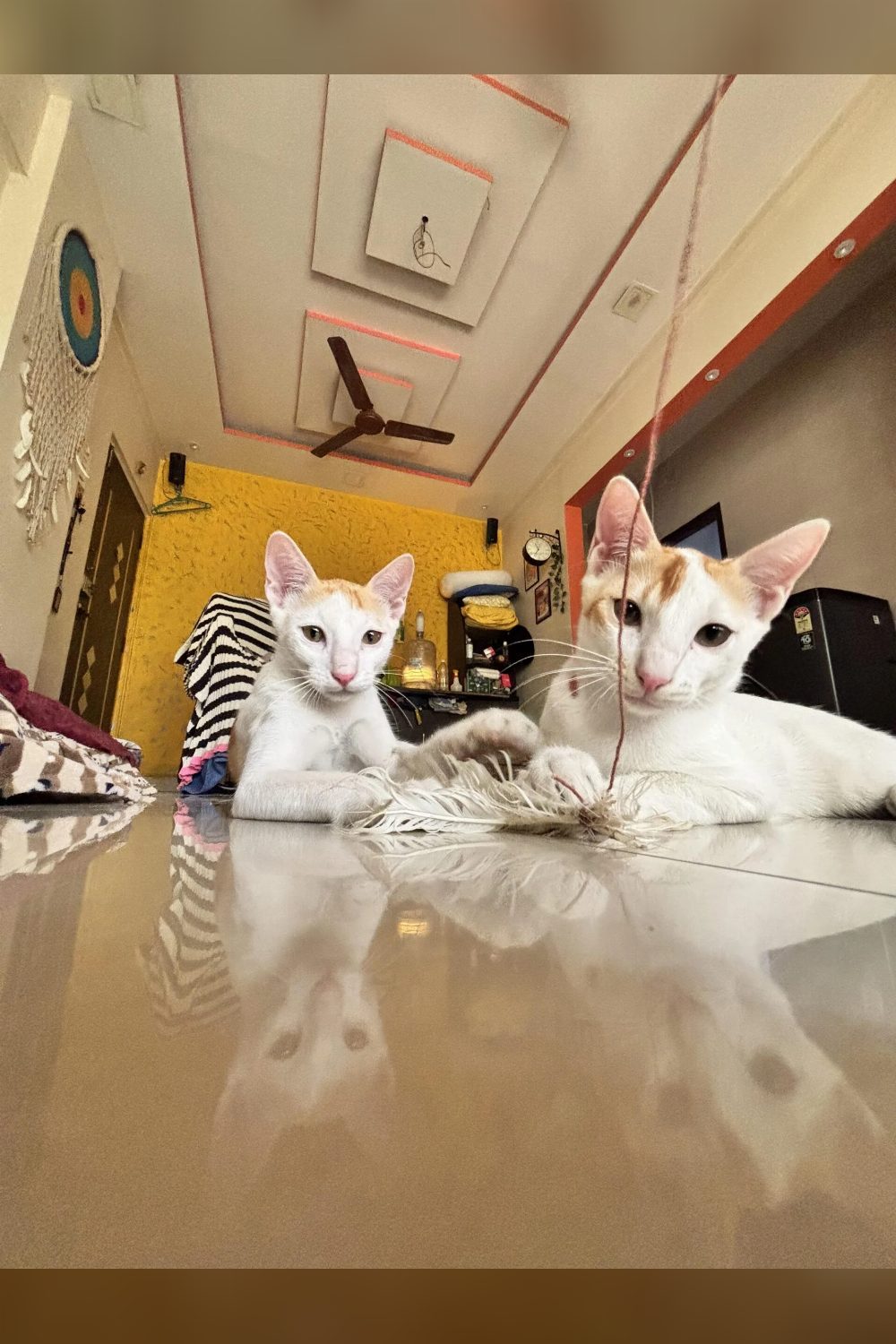 Mumbai- adopt the ‘Cat’astrophies