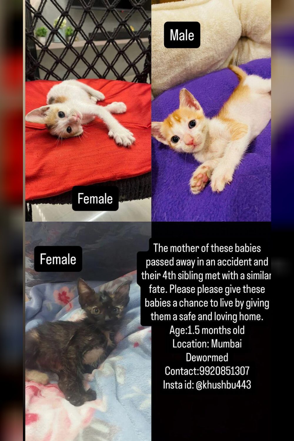 Please adopt these kittens. It’s urgent — Mumbai