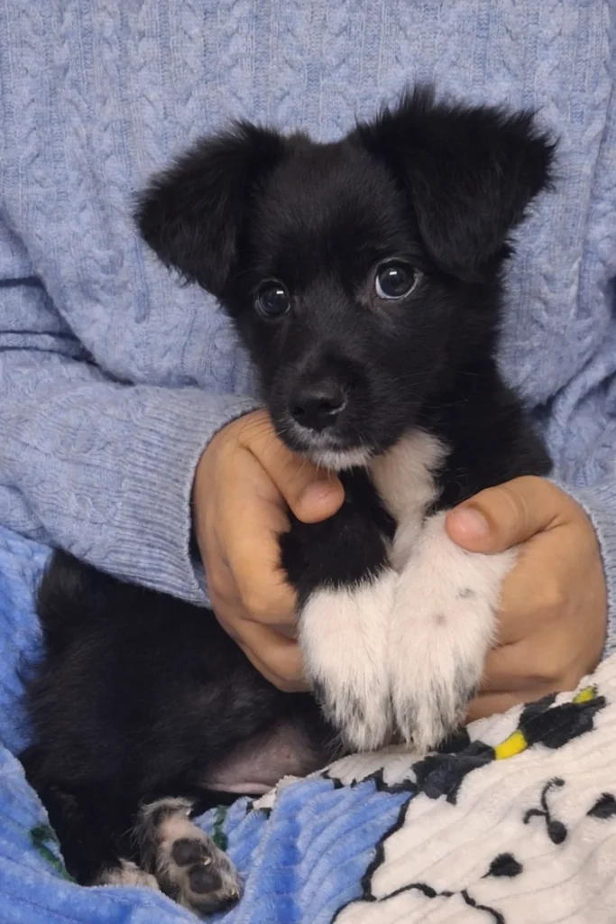 Looking for Urgent forever adopters. Puppies for adoption Delhi NCR.