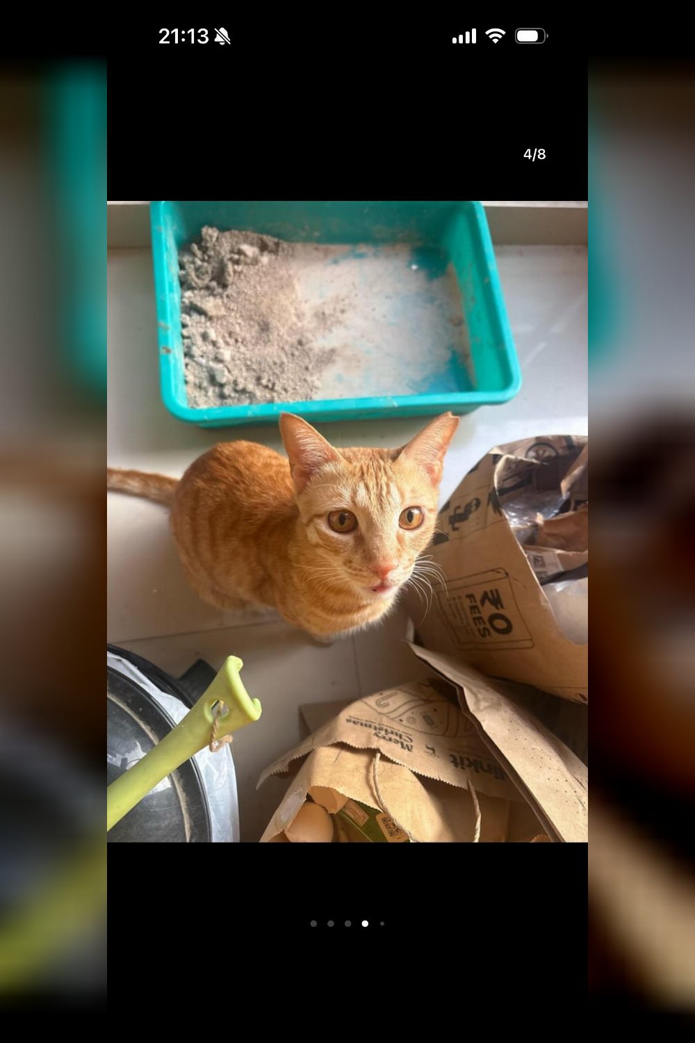 2 Male Cats for Adoption! — Bengaluru