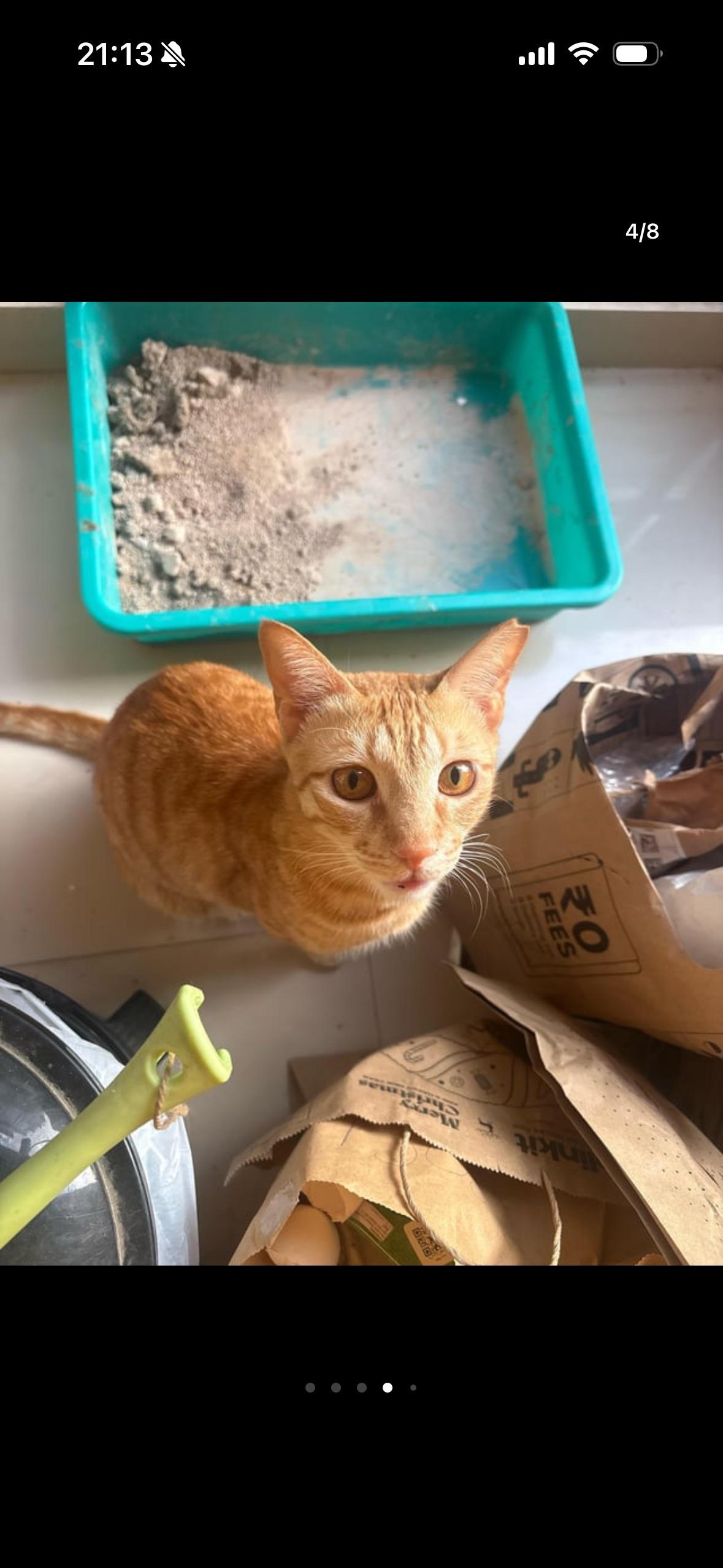 2 Male Cats for Adoption!