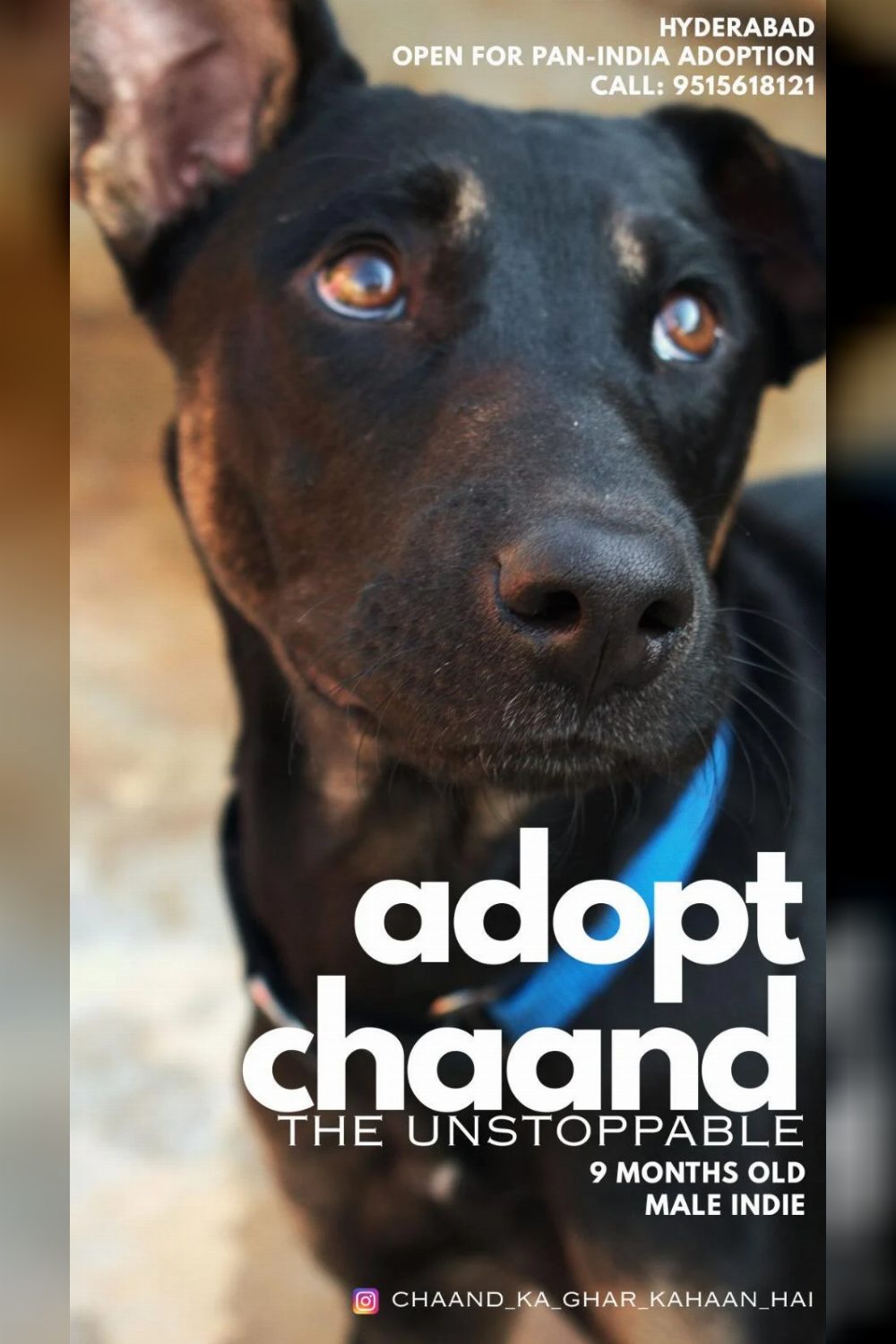 CHAAND WILL LOVE YOU TO THE MOON AND BACK AND MORE! — Hyderabad