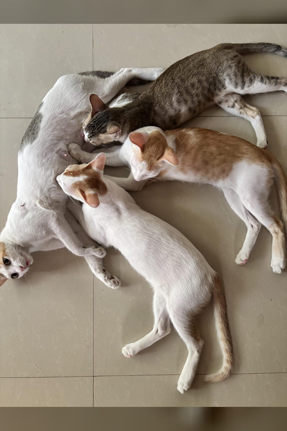 Looking for a loving home — Mumbai