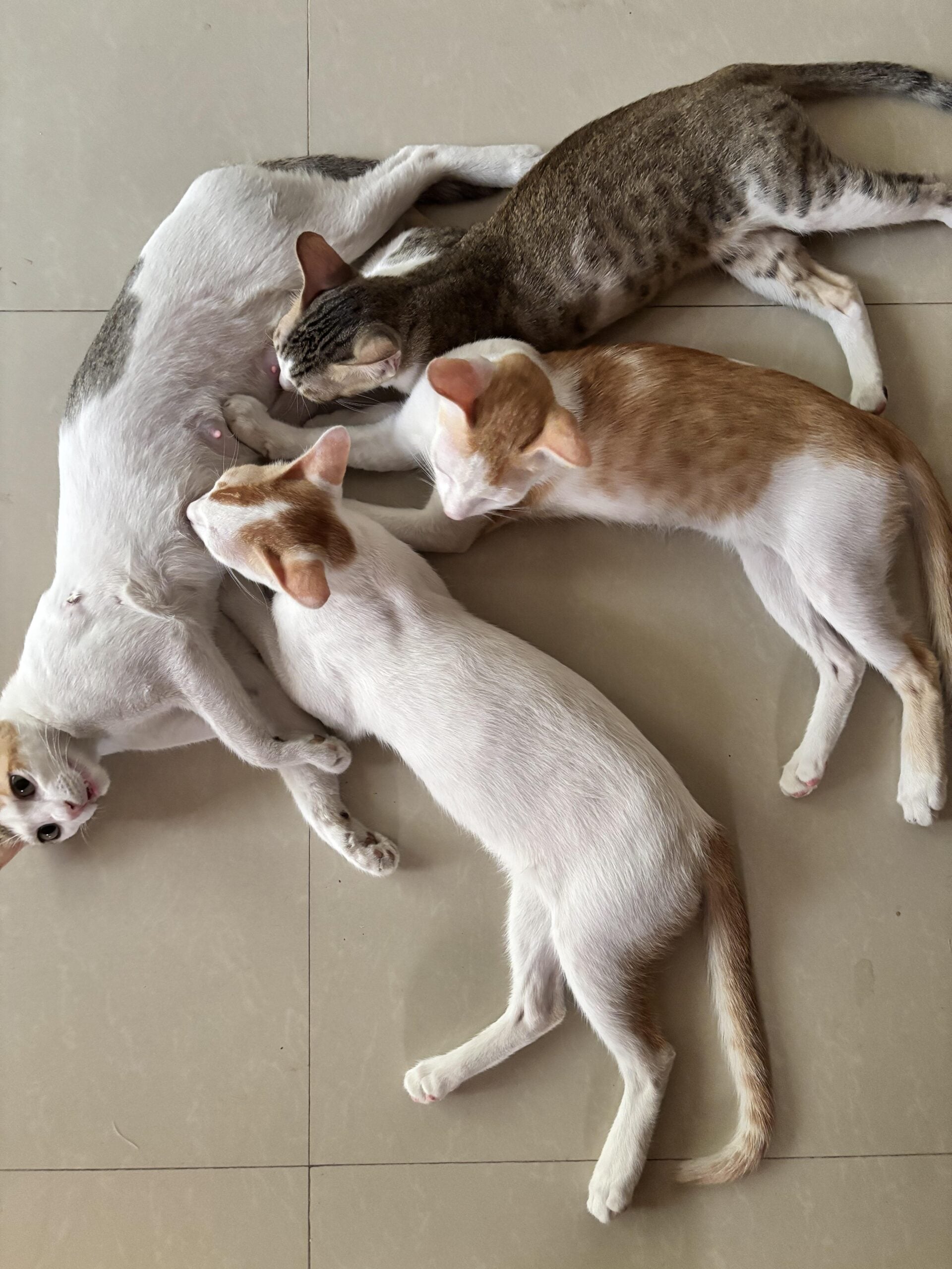 Looking for a loving home- Mumbai