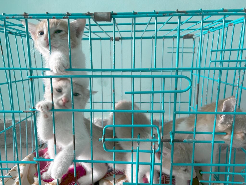 5 kittens looking for new home