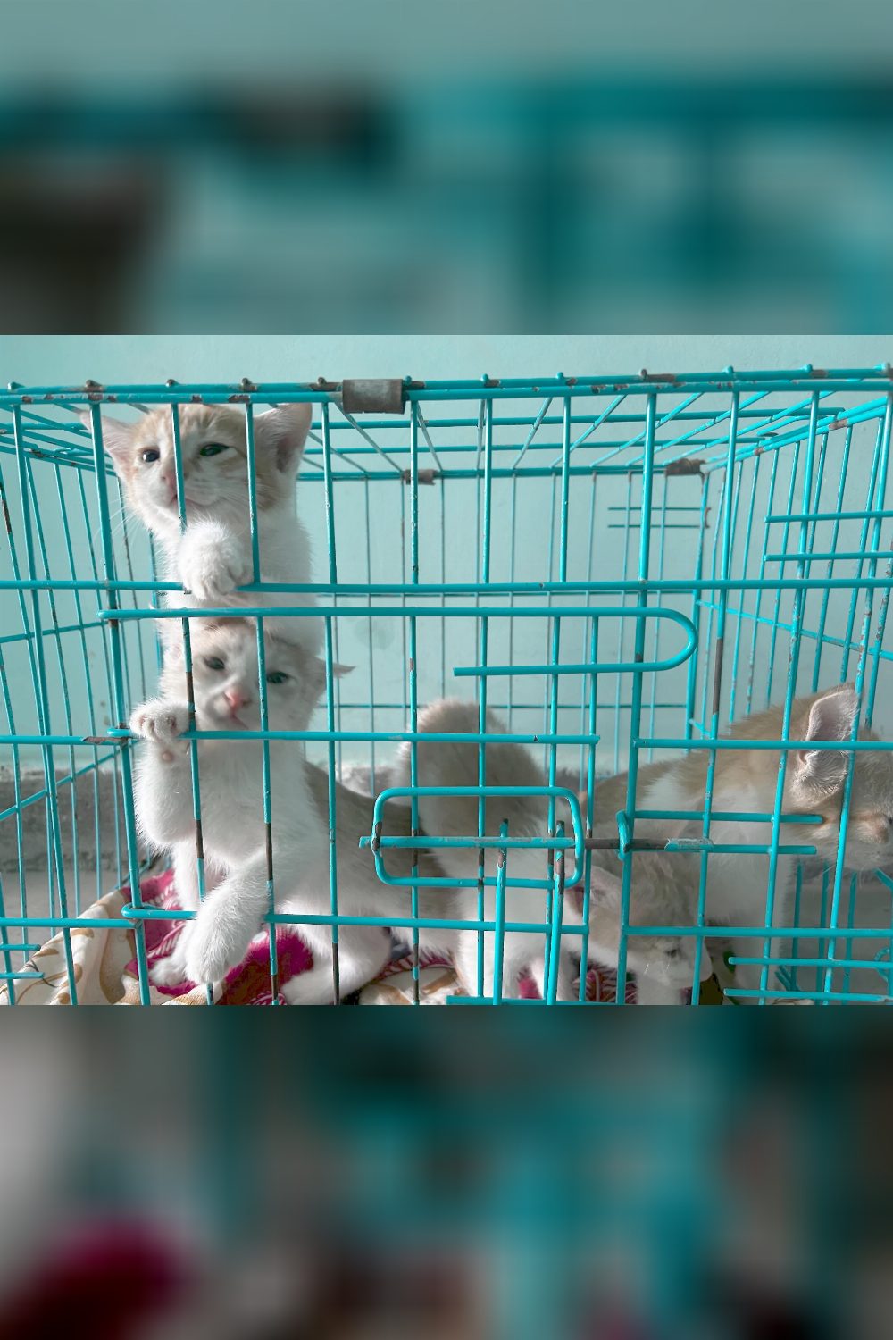 5 kittens looking for new home — Delhi NCR