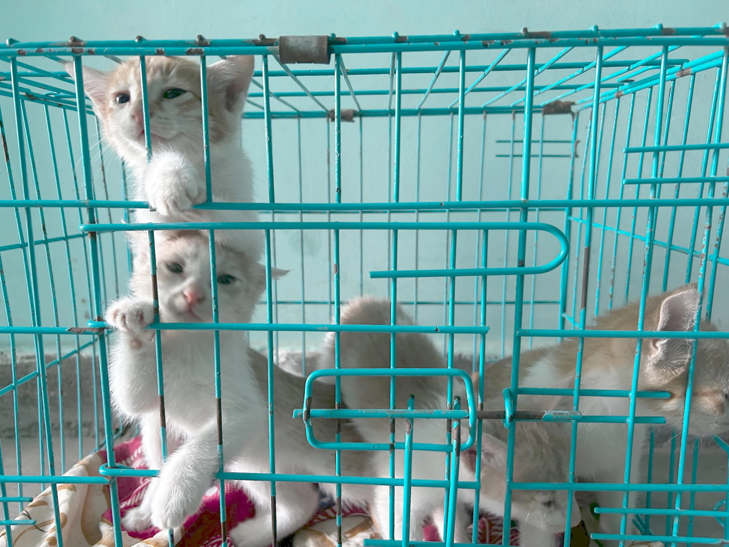 5 kittens looking for new home