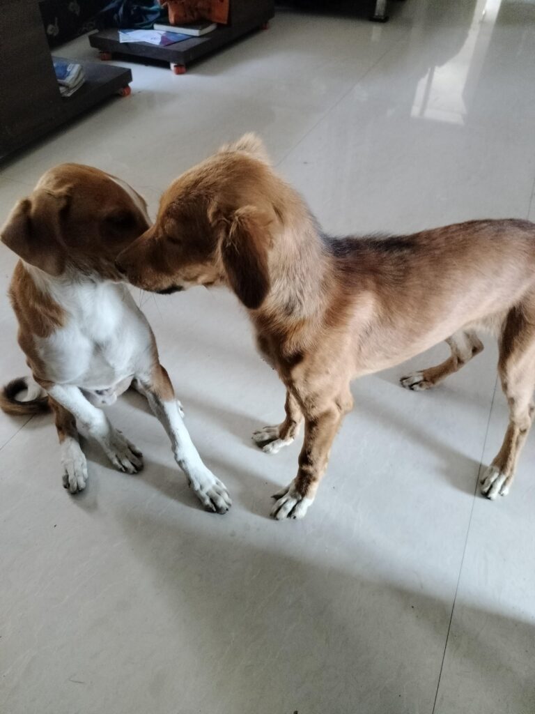 Dog adoption