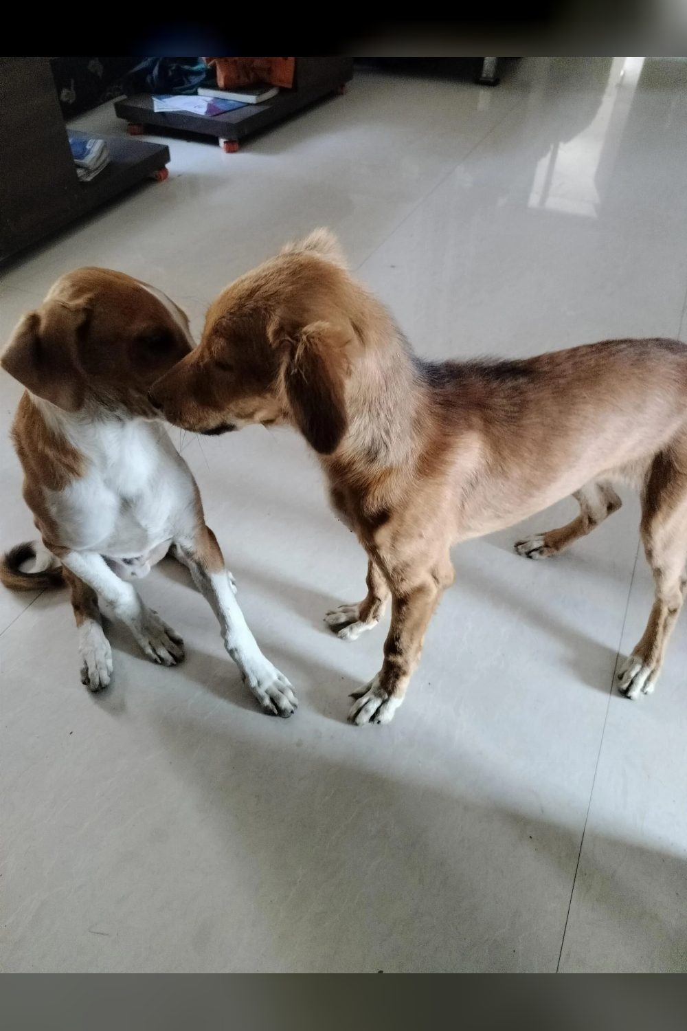Two three-month-old indie puppies, brother and sister, need homes — Indore