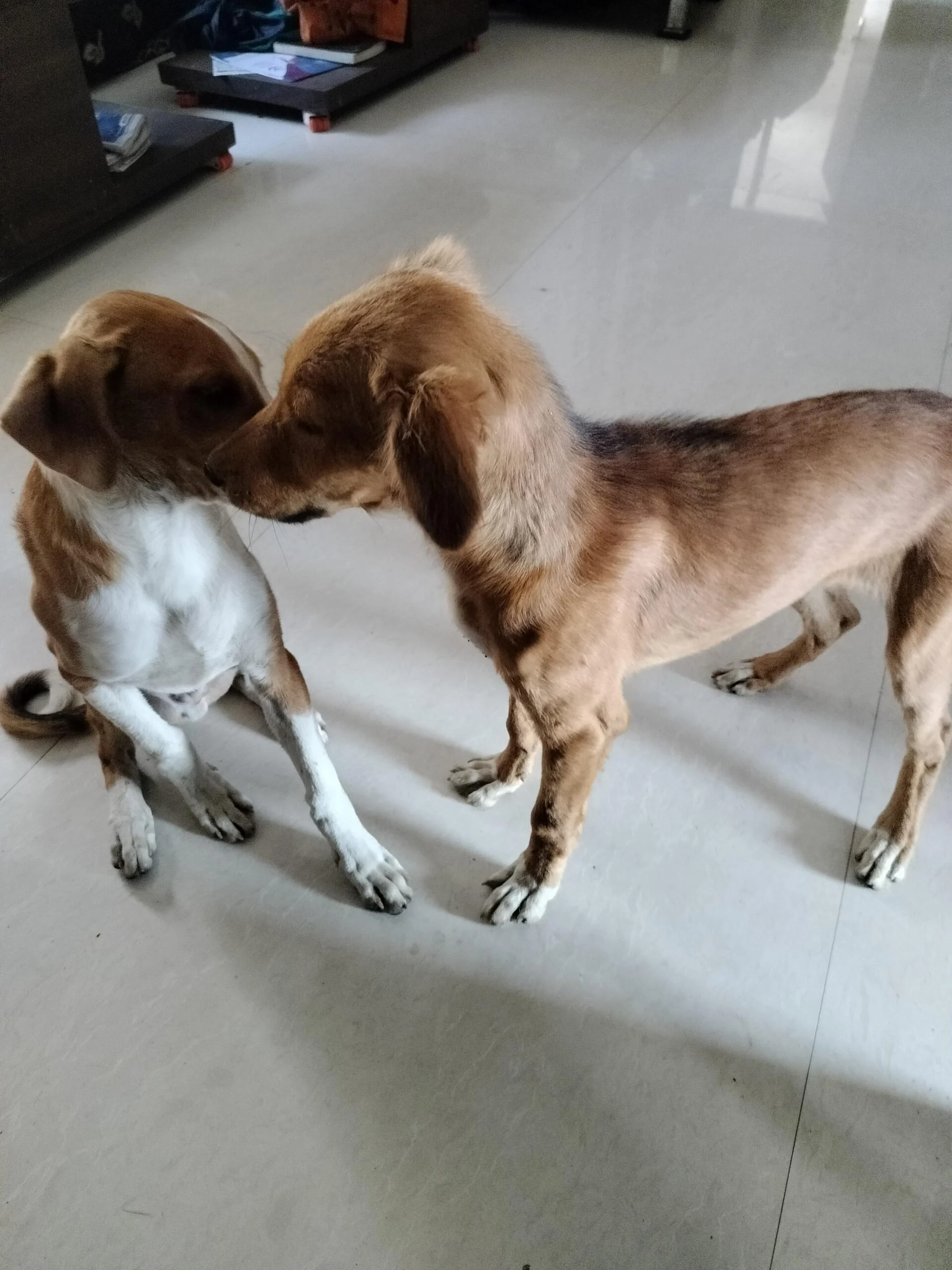 Dog adoption