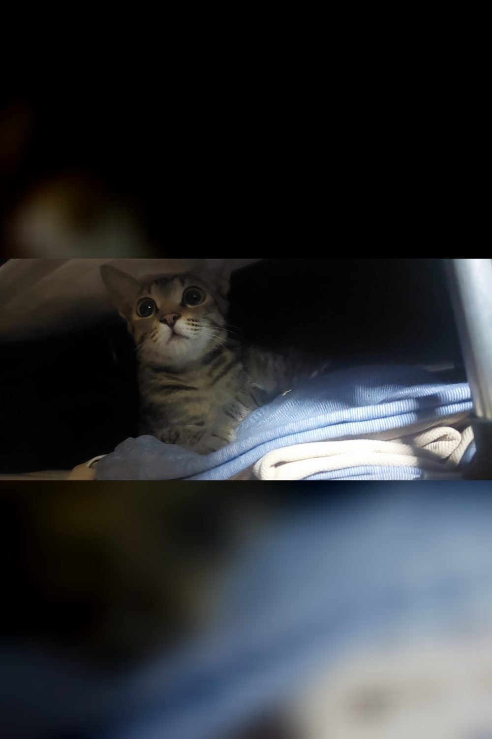 4-month-old female for adoption — Mangalore