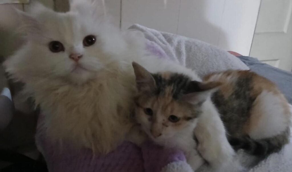 Any kitten for Adoption in Delhi NCR?