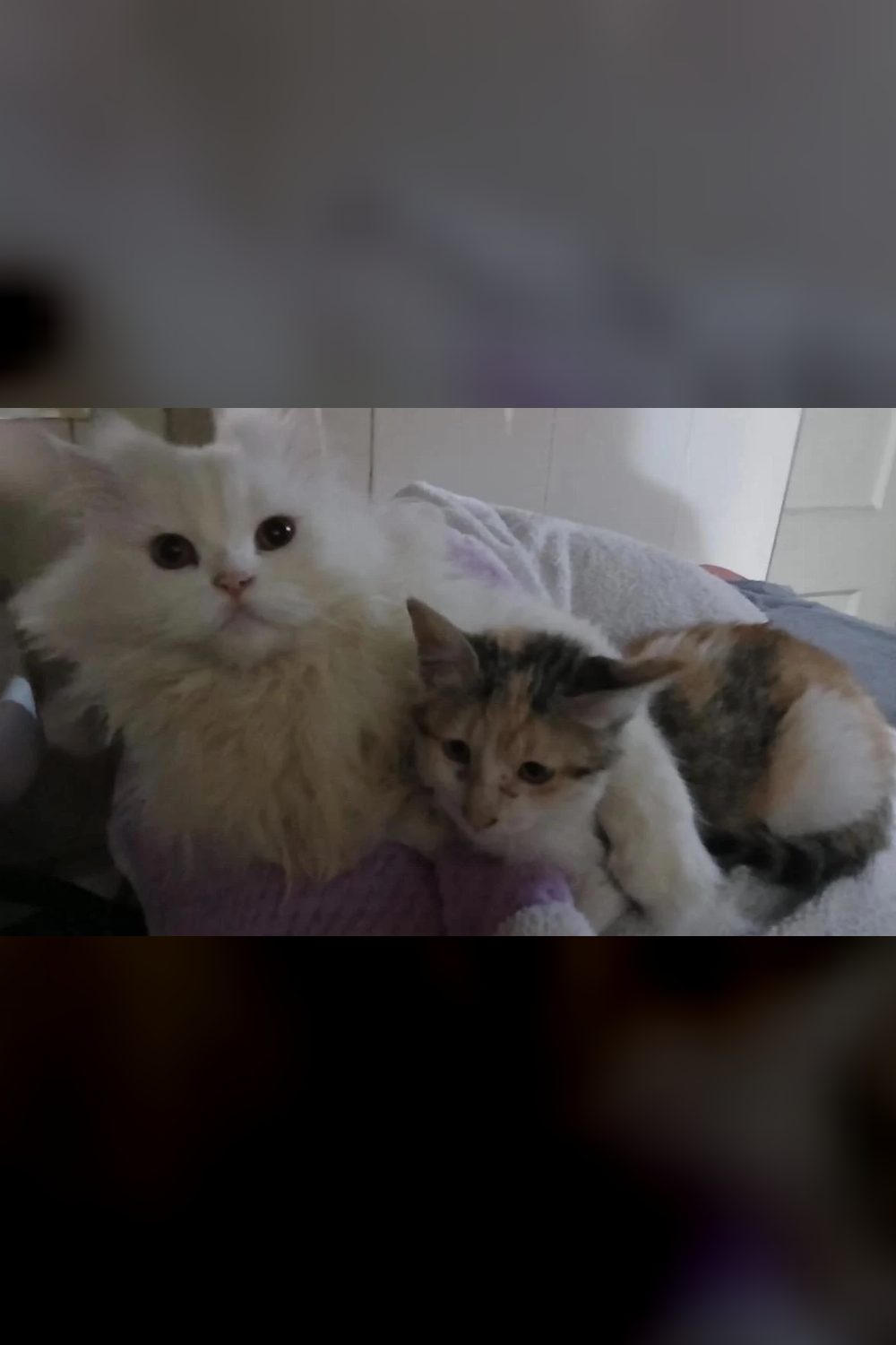 Any kitten for Adoption in Delhi NCR?