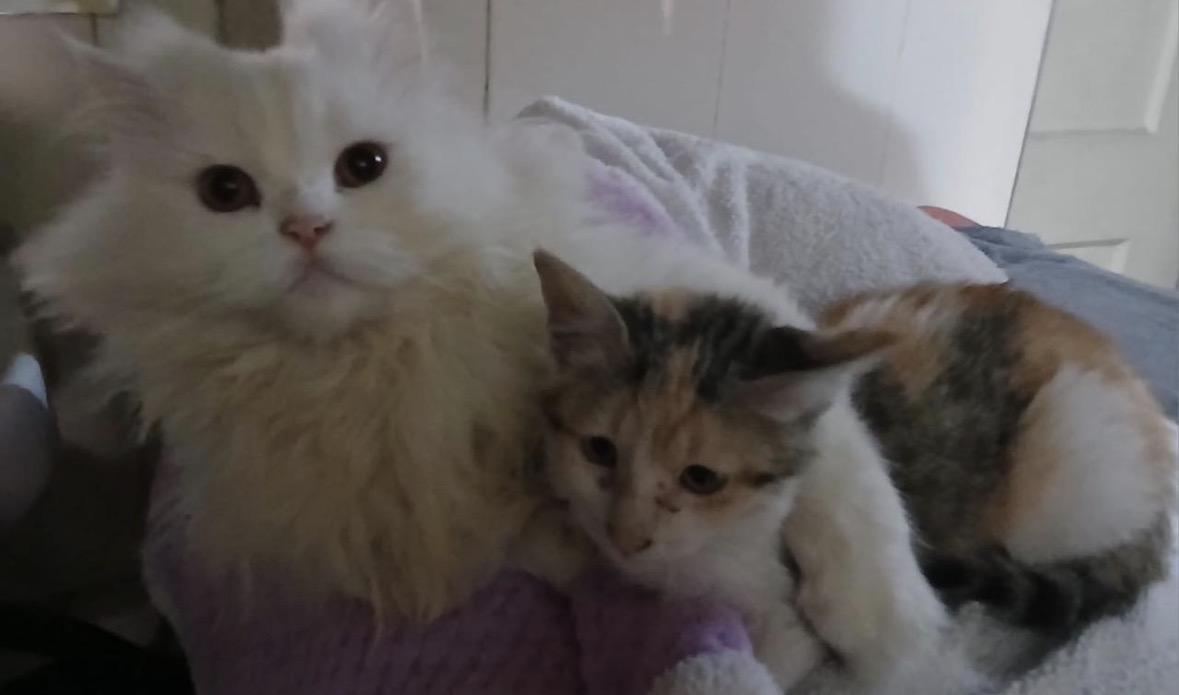 Any kitten for Adoption in Delhi NCR?