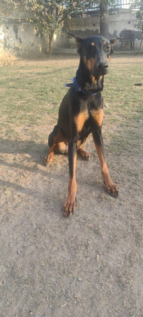 Adoption Delhi
