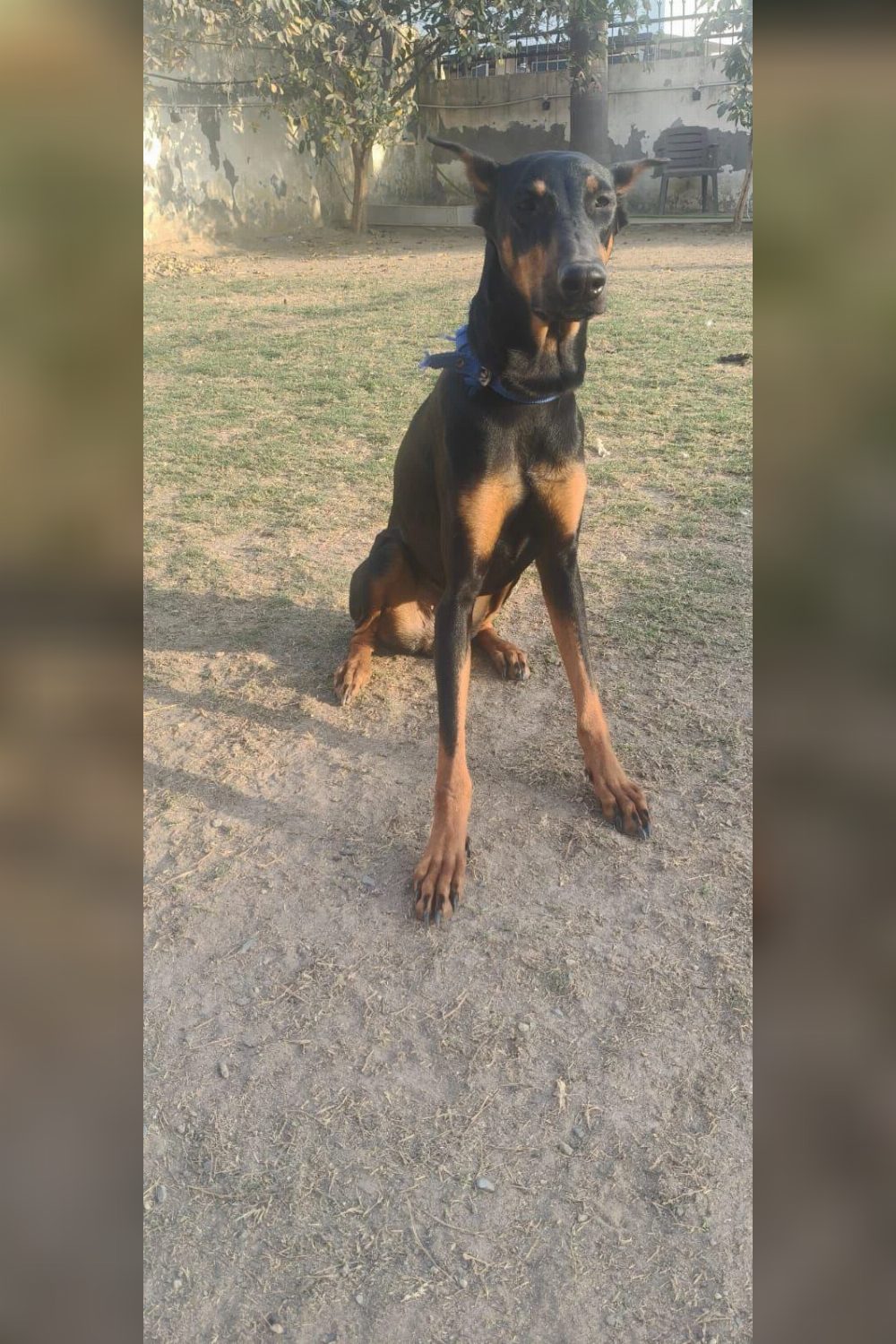 Female for adoption — Delhi NCR