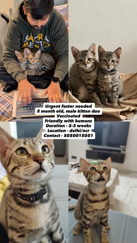 Urgent foster needed for 2 kittens