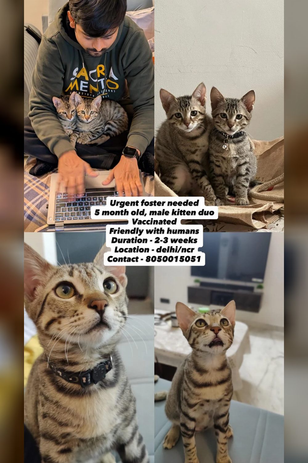 Urgent foster needed for 2 kittens — Delhi NCR