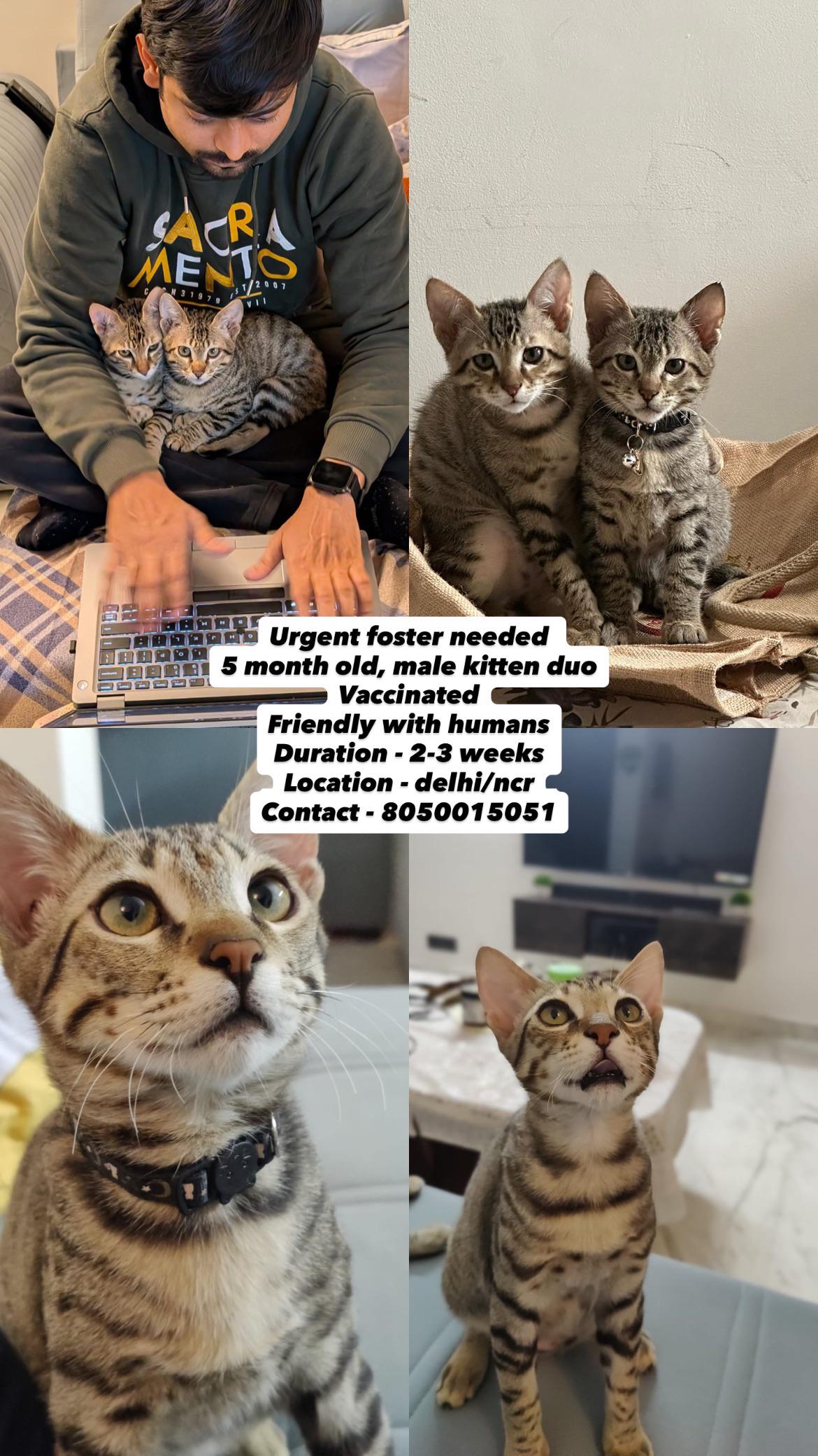Urgent foster needed for 2 kittens
