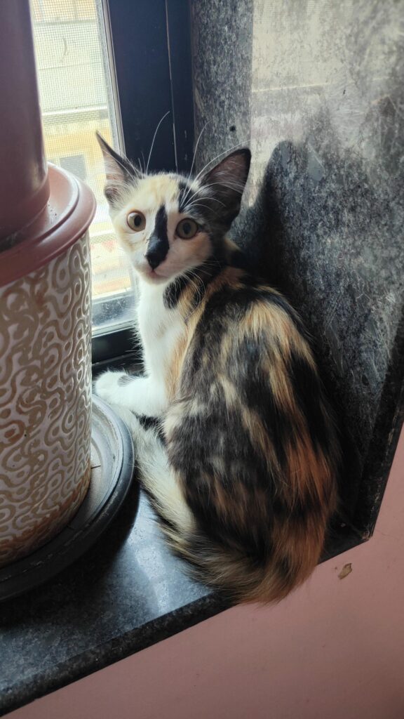 Urgent Adoption Request: Vadgaon Sheri, Pune
