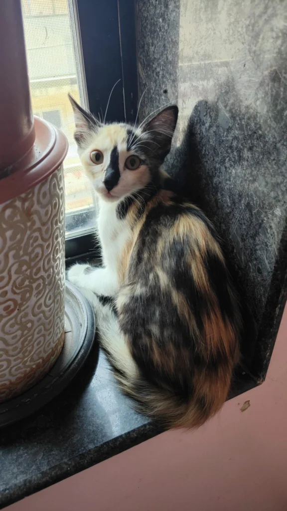 Urgent Adoption Request: Vadgaon Sheri, Pune