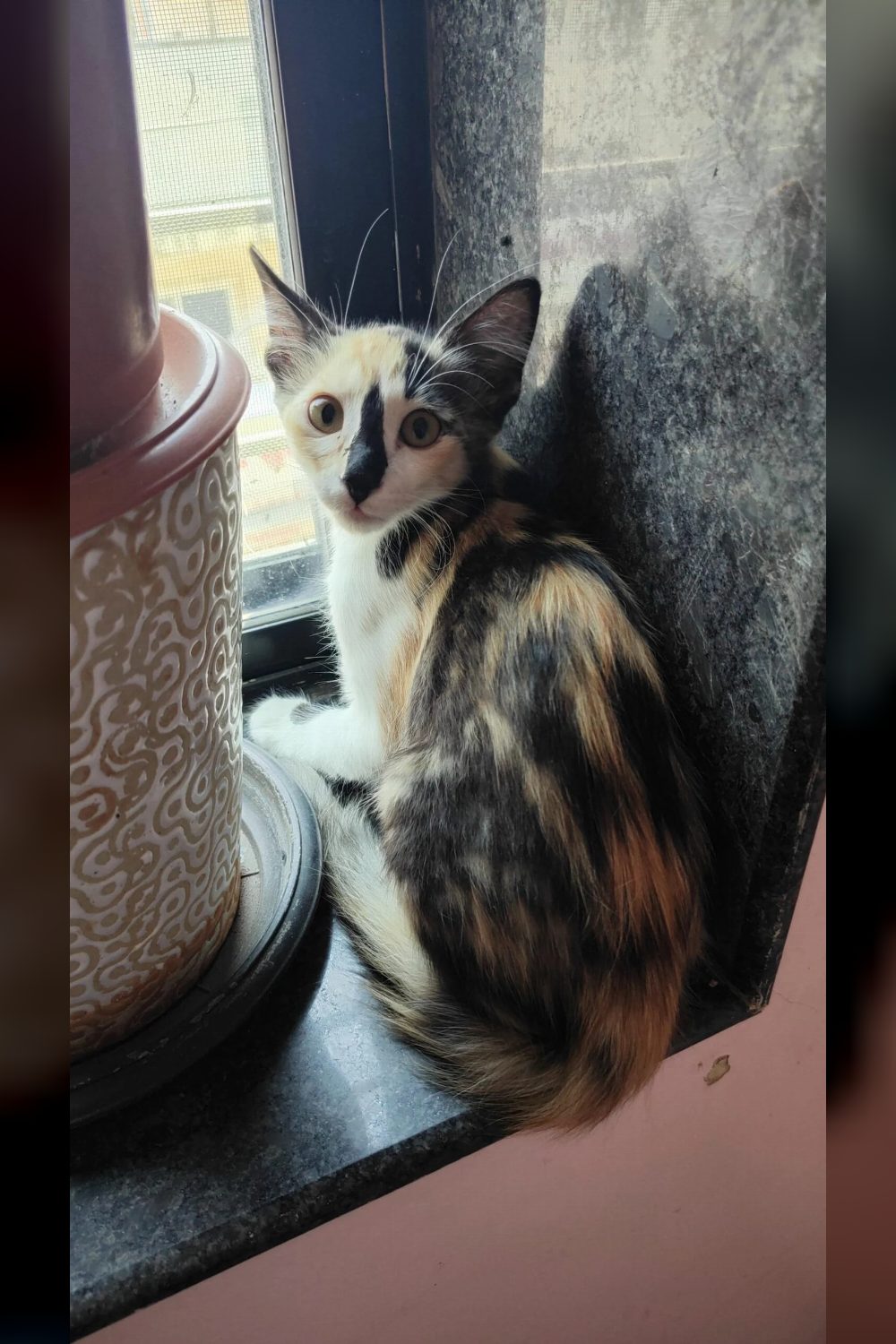 Two 2-month-old indie kittens looking for a home together — Pune