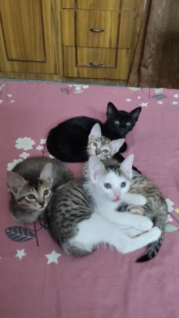 4 kittens in Delhi. Available for ADOPTION. Kindly DM me.