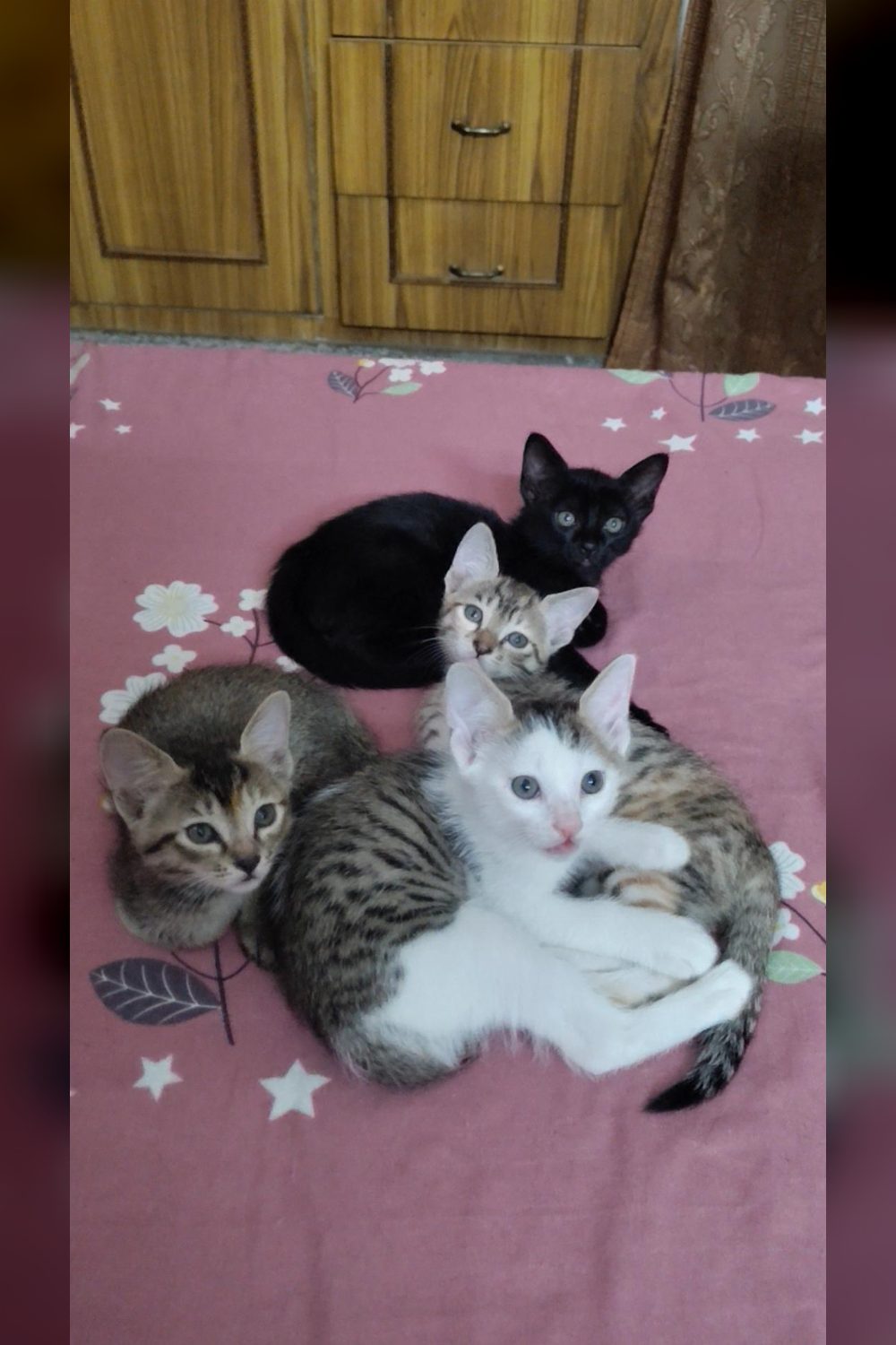 4 kittens in Delhi. Available for ADOPTION. Kindly .