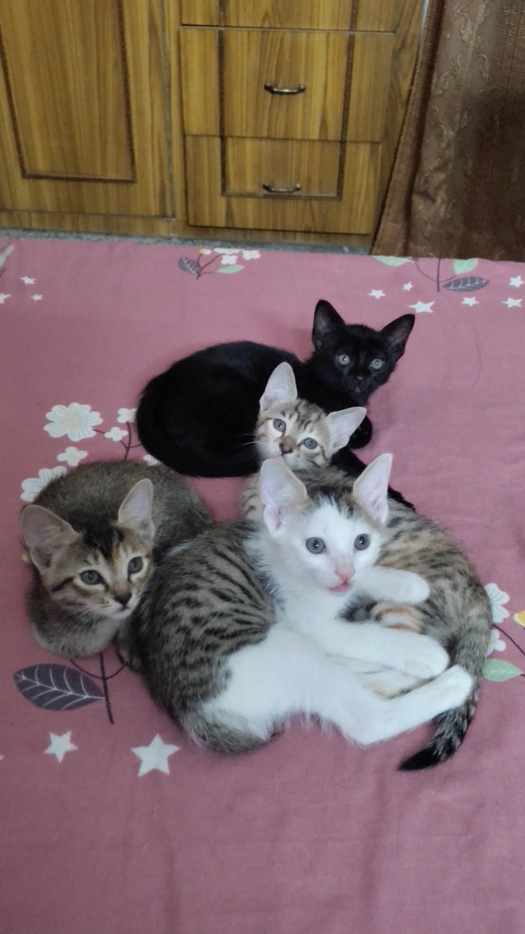 4 kittens in Delhi. Available for ADOPTION. Kindly DM me.