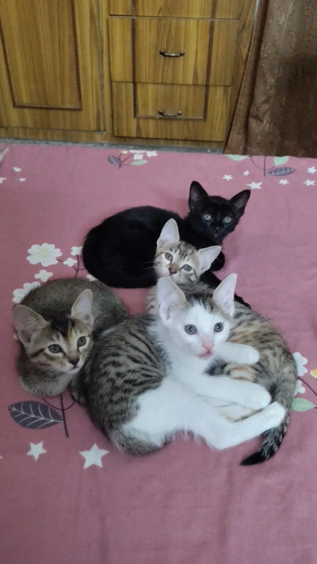 4 kittens in Delhi. Available for ADOPTION. Kindly DM me.