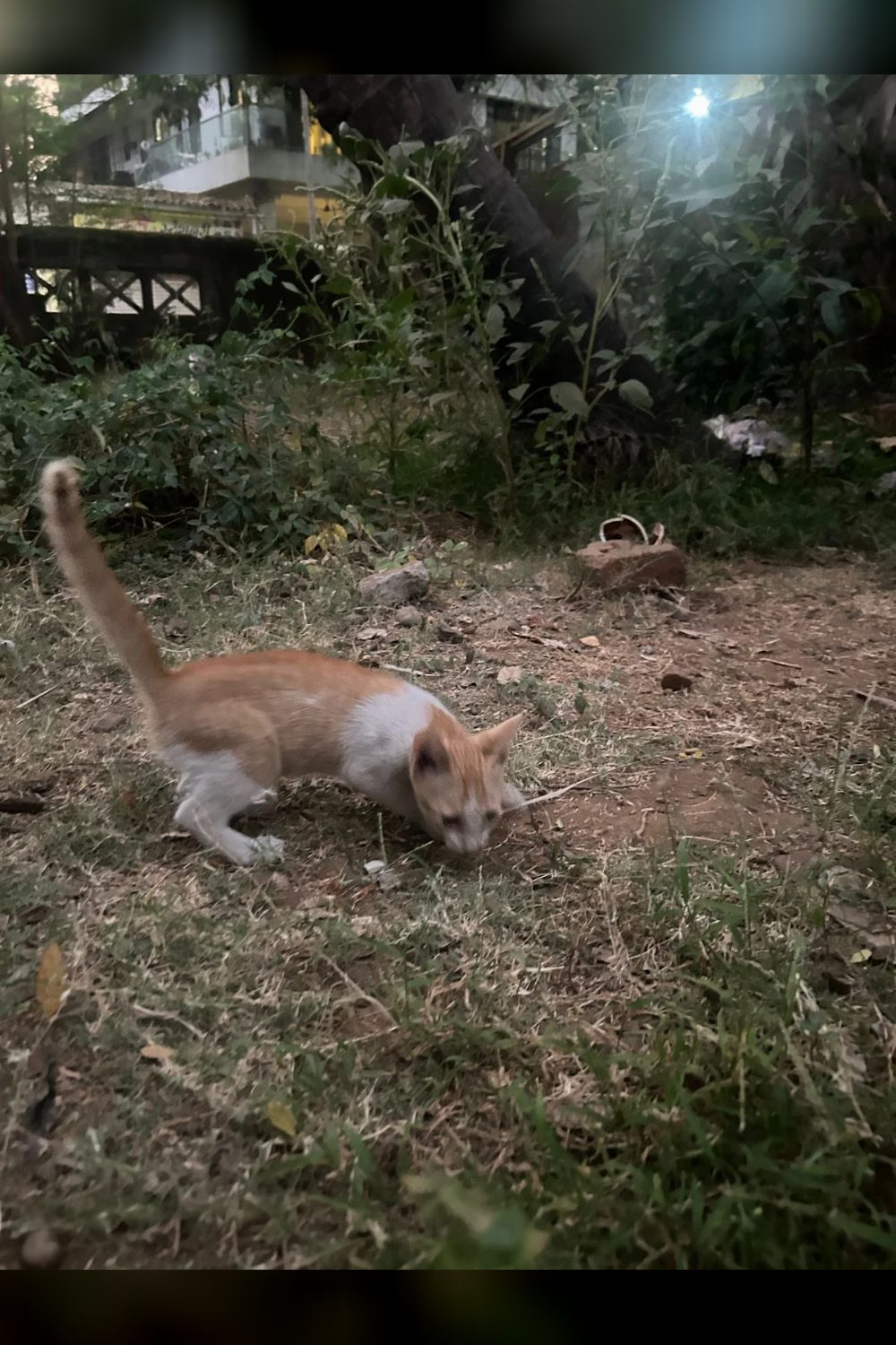 Sweet Kitten Looking for a Loving Home 🐱💛 — Karjat