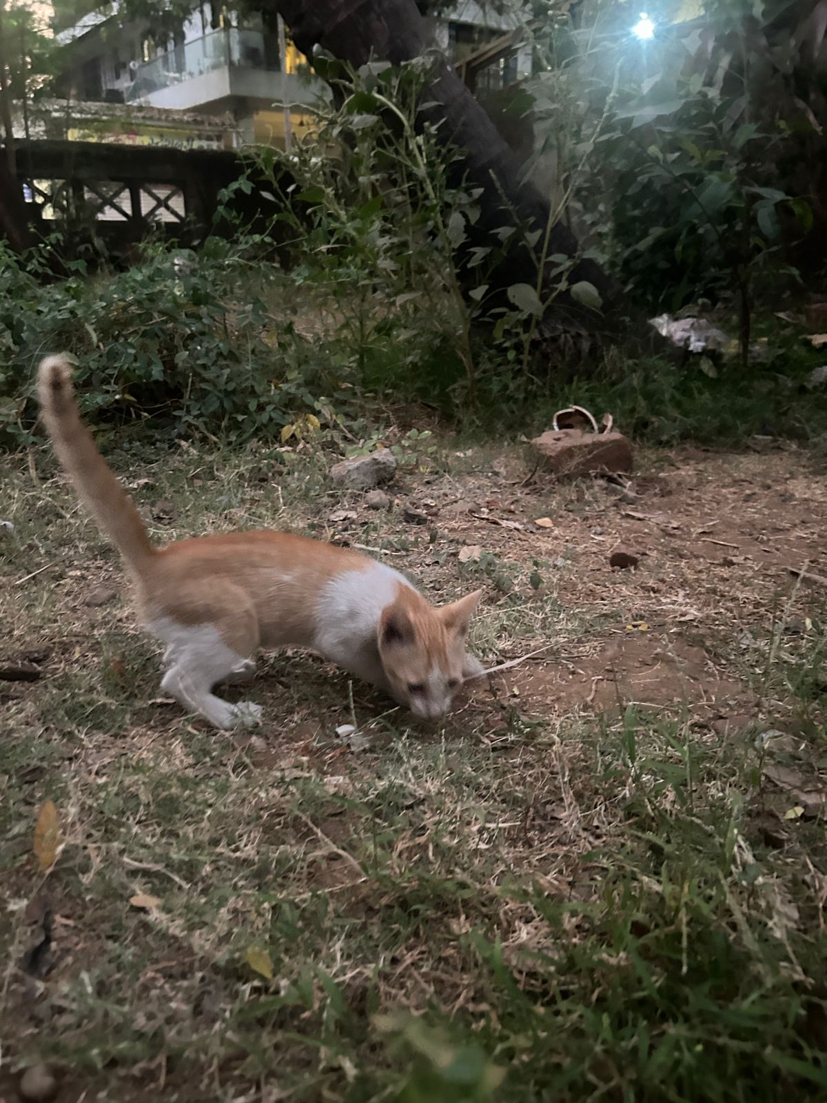 Sweet Kitten Looking for a Loving Home 🐱💛