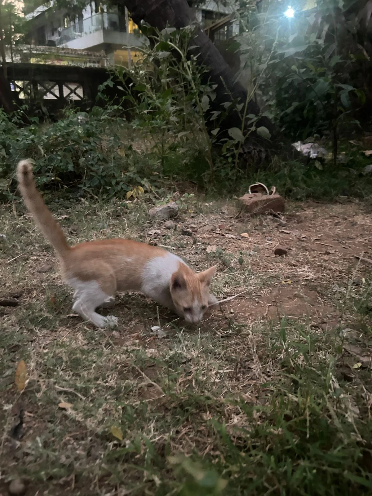 Sweet Kitten Looking for a Loving Home 🐱💛