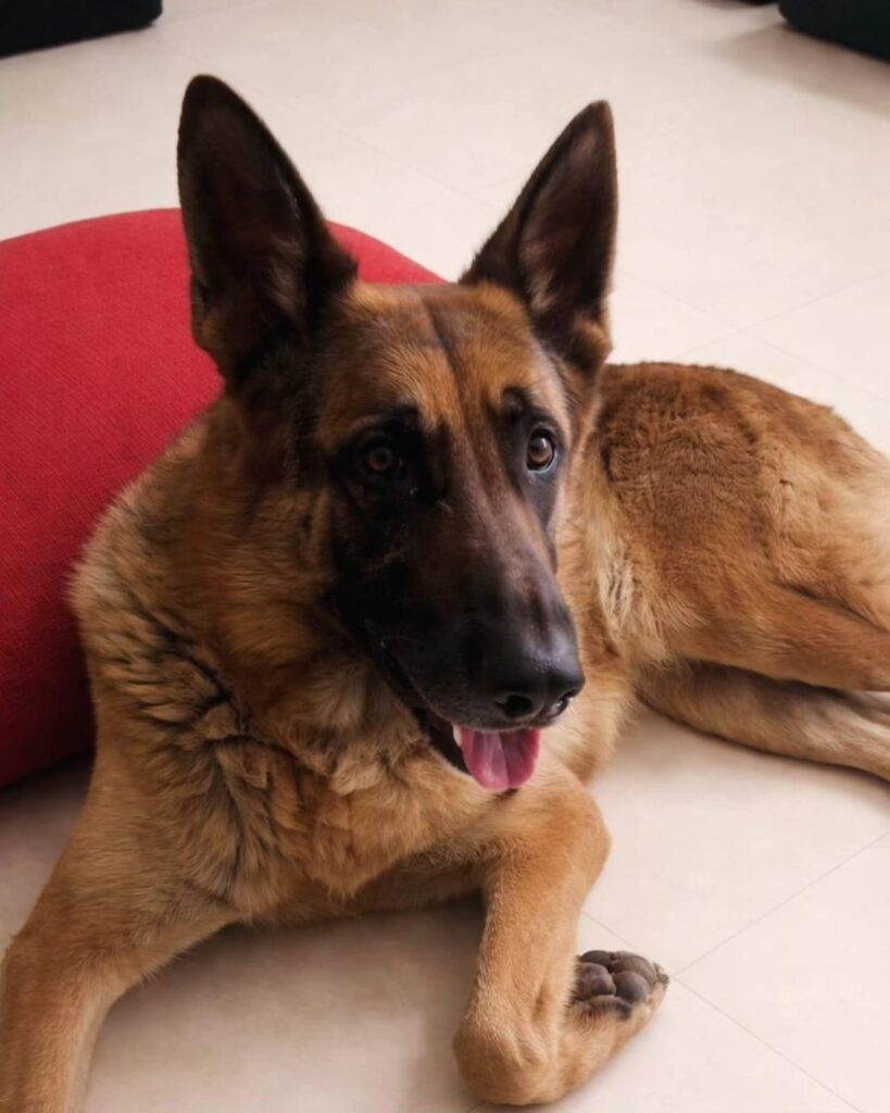 Adoption appeal- Delhi NCR