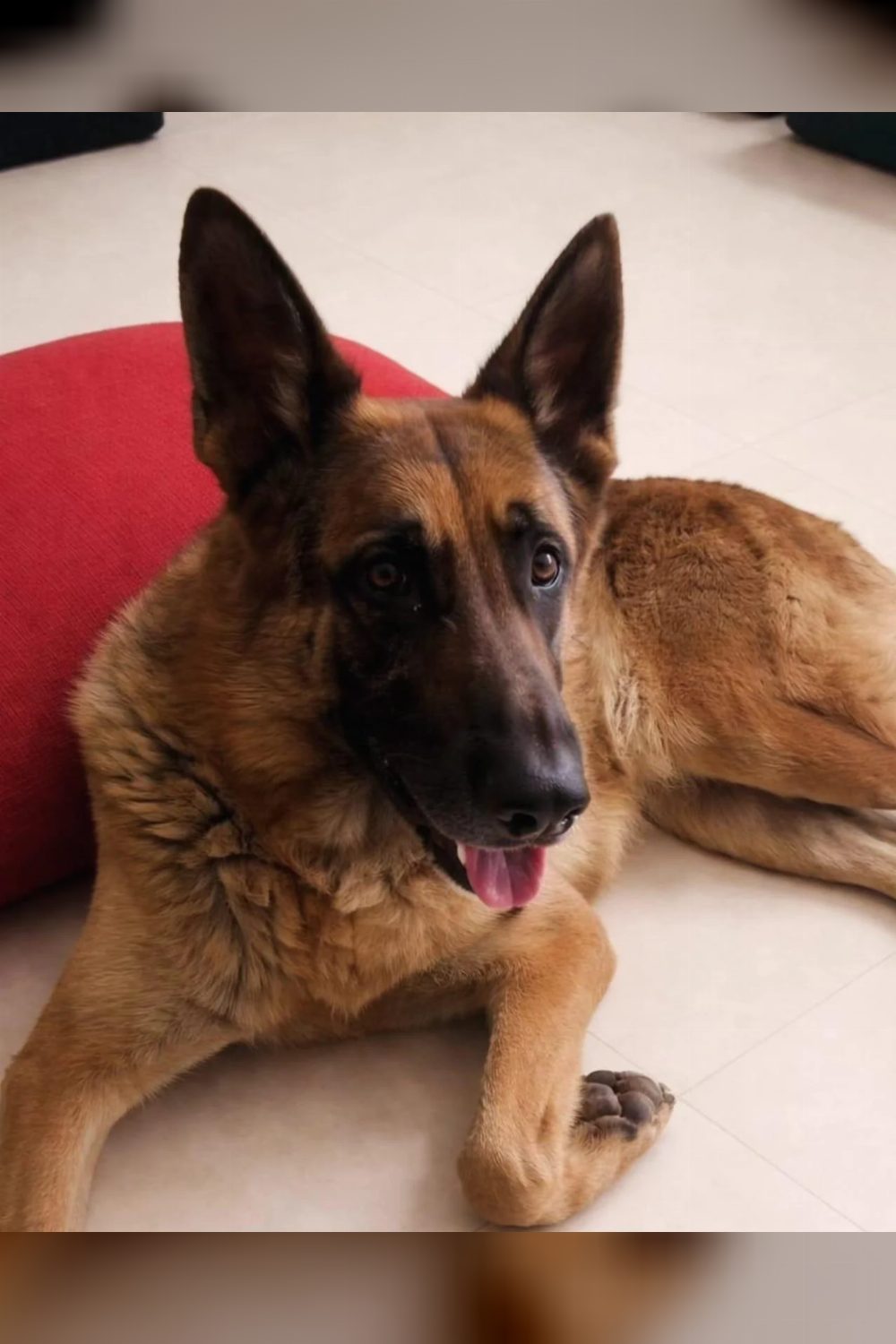 1-year-old male German Shepherd for adoption in Delhi NCR