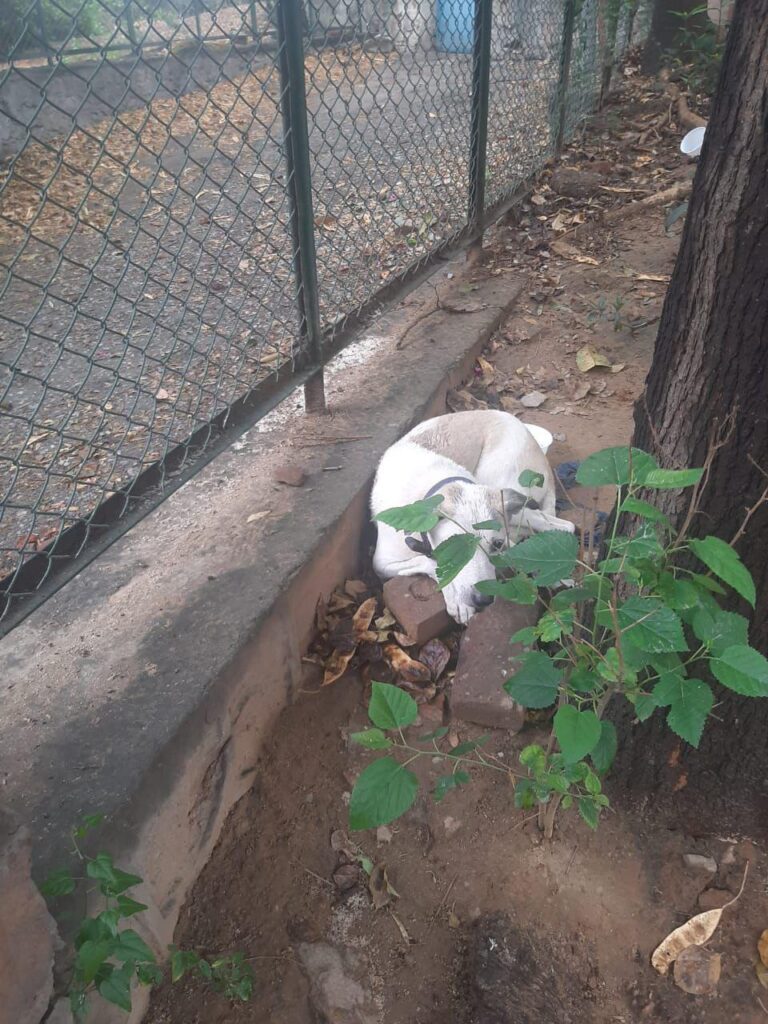 Cr park delhi adoption