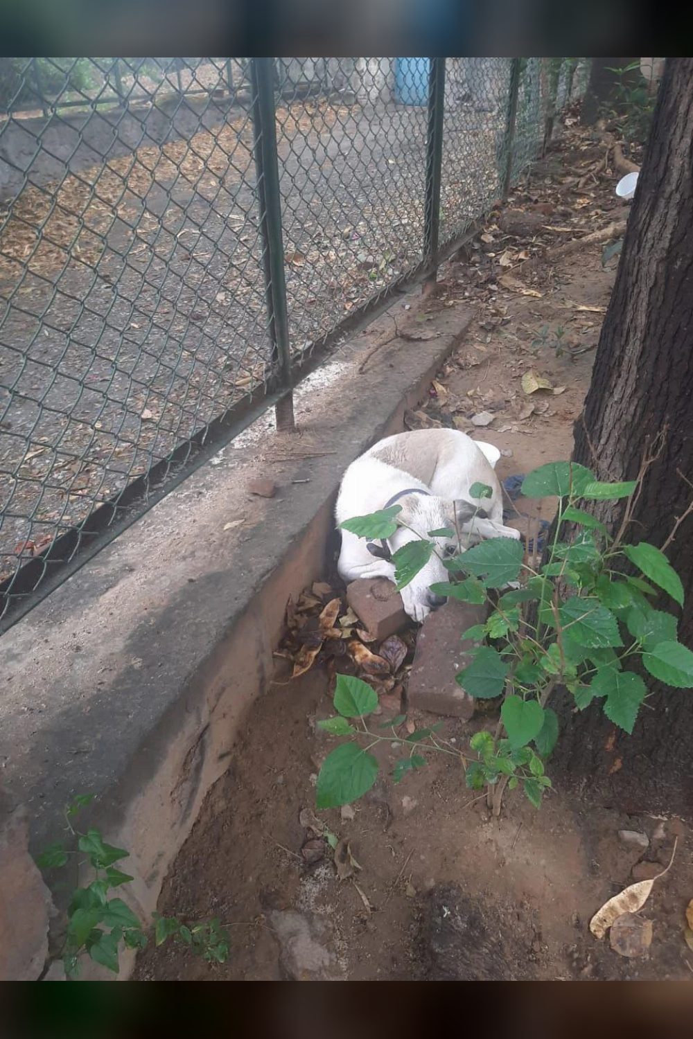 Cr park delhi adoption