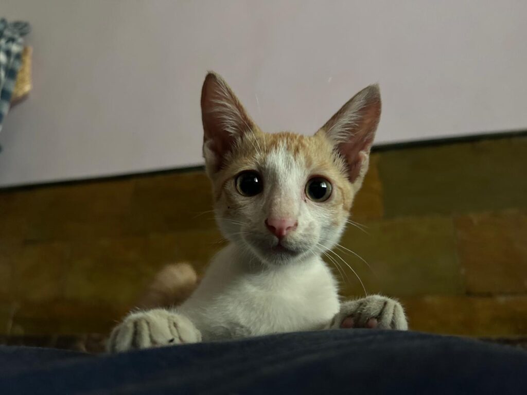 🐾 Kitten for Adoption – Looking for a Loving Home 🐾