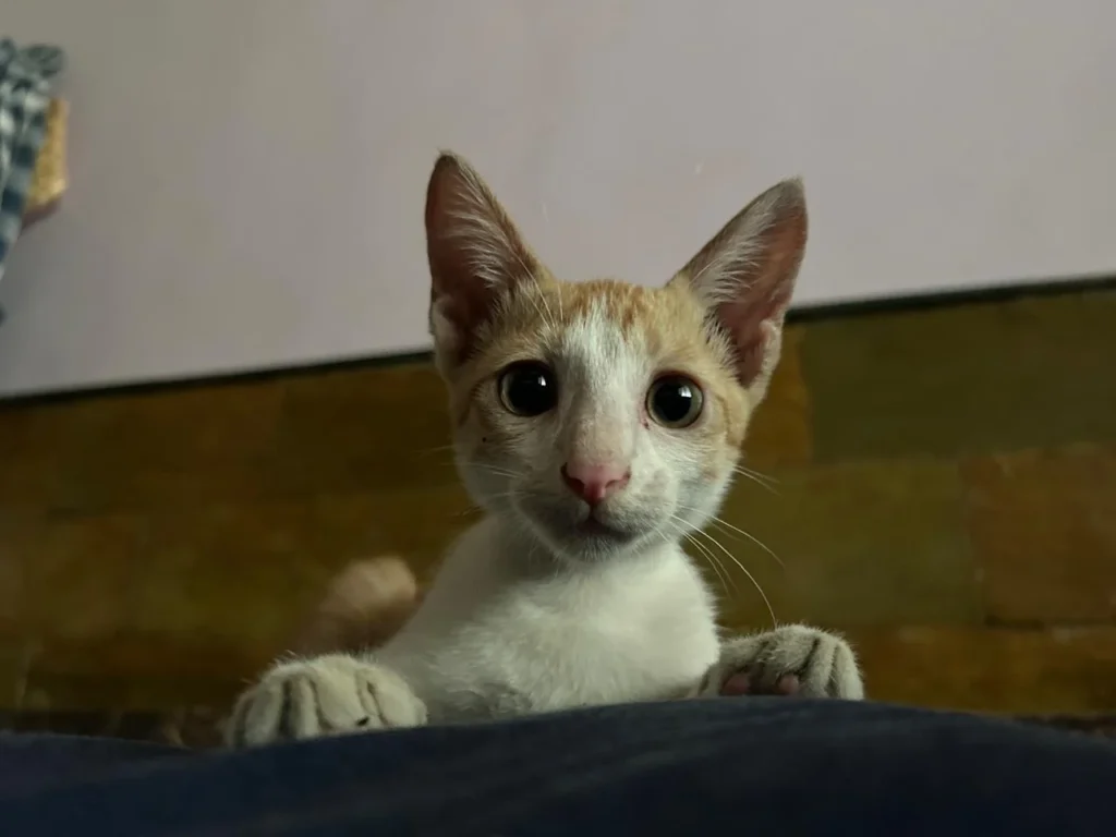 🐾 Kitten for Adoption – Looking for a Loving Home 🐾