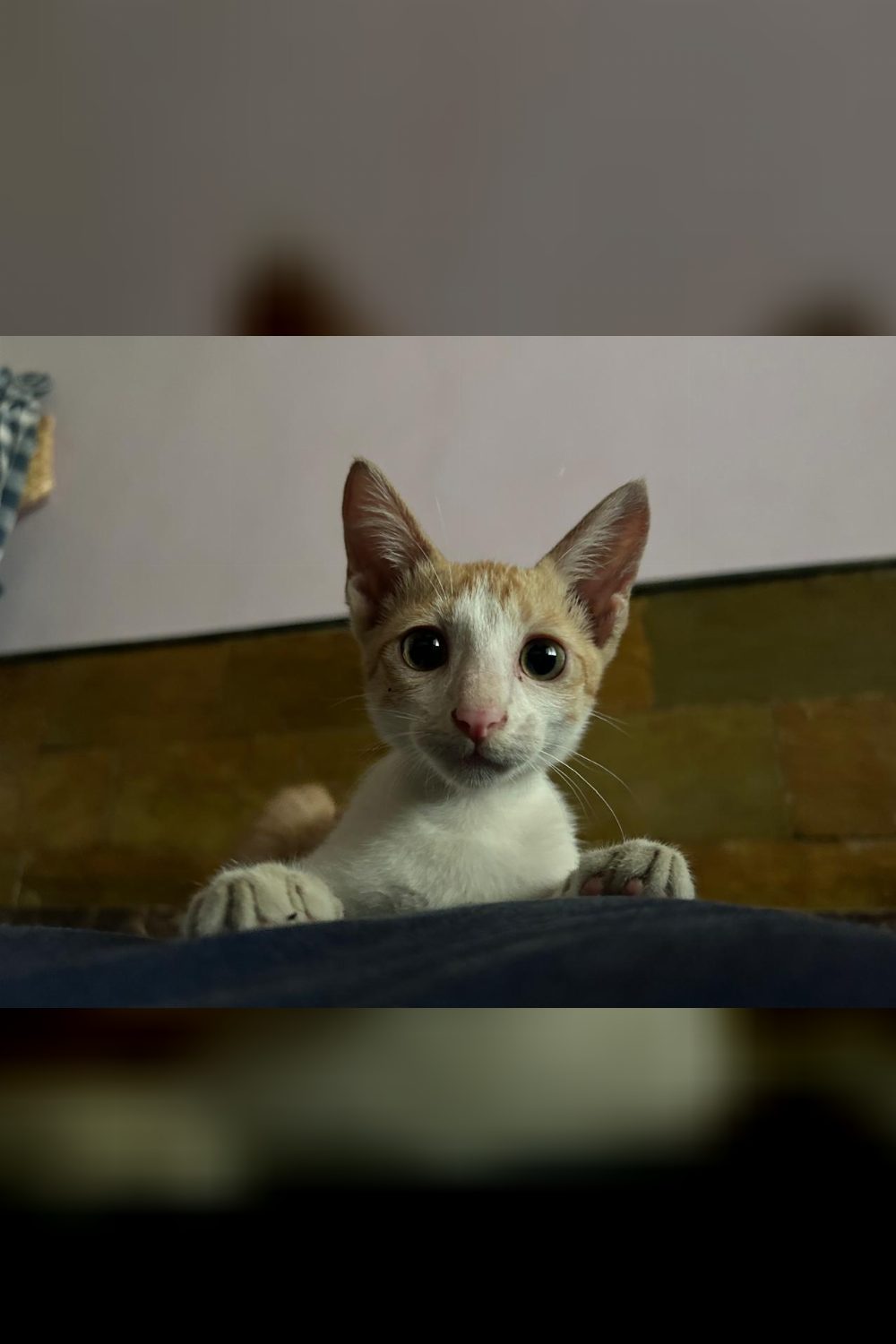 🐾 Kitten for Adoption — Looking for a Loving Home 🐾 — Karjat