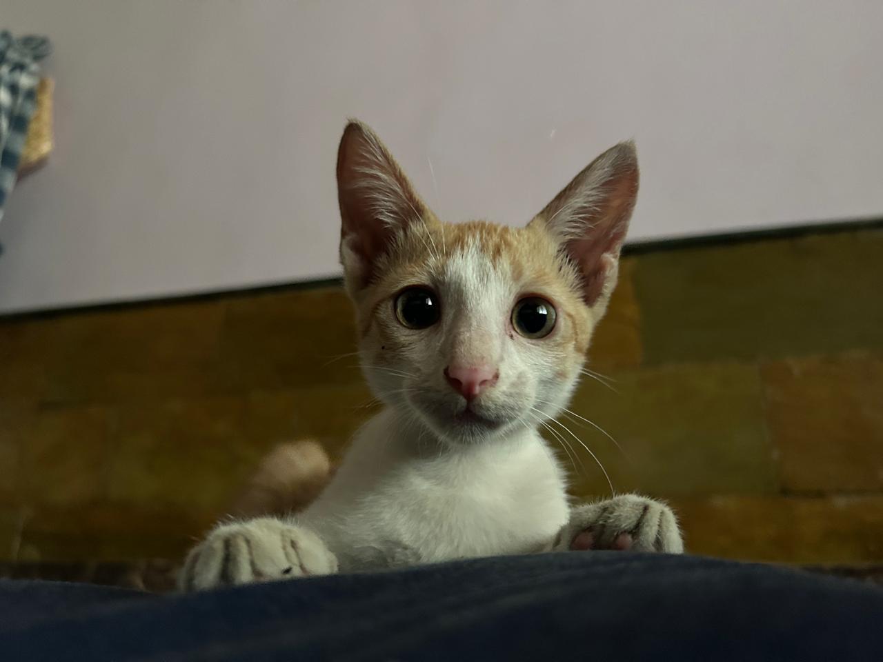 🐾 Kitten for Adoption – Looking for a Loving Home 🐾