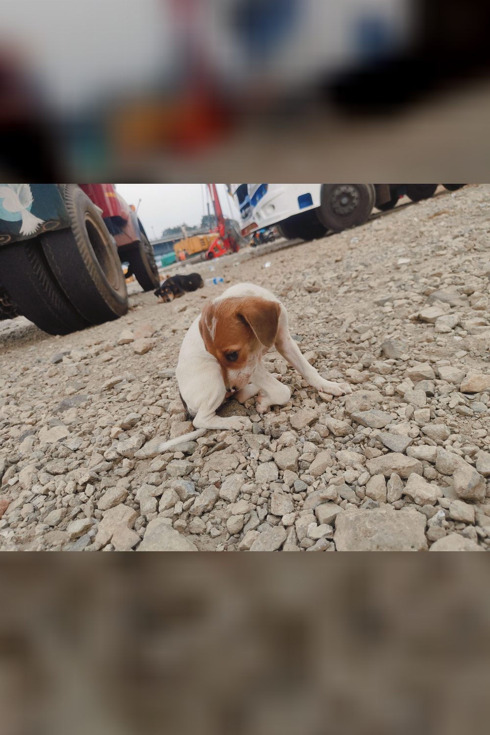 Female puppy for adoption — Goa