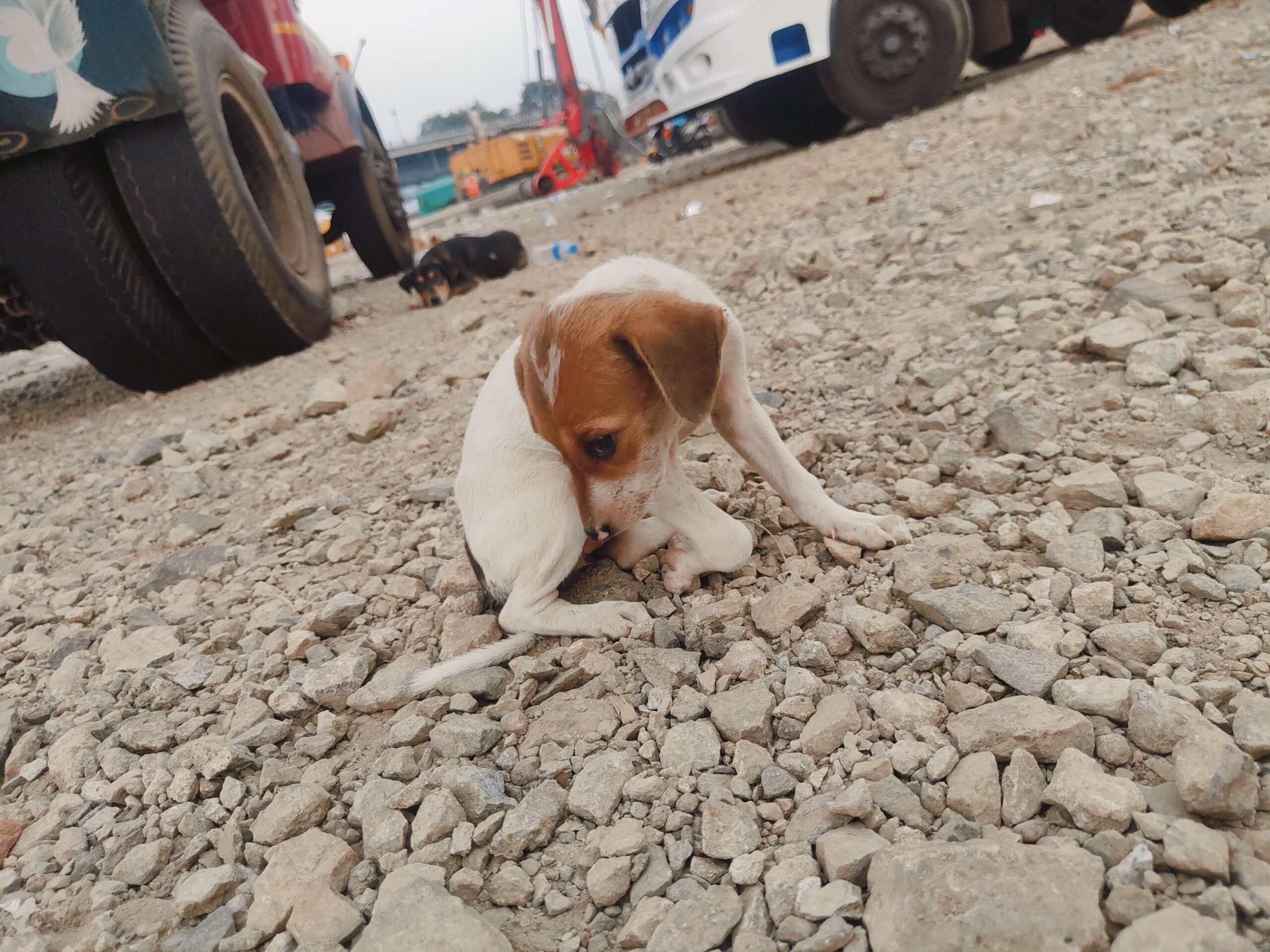Adoption appeal for the gentlest pup ever