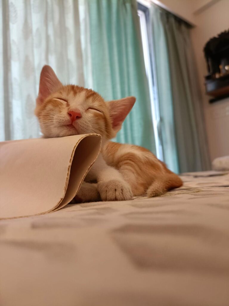 Rayu (Adoption) - Kharghar/ NaviMumbai