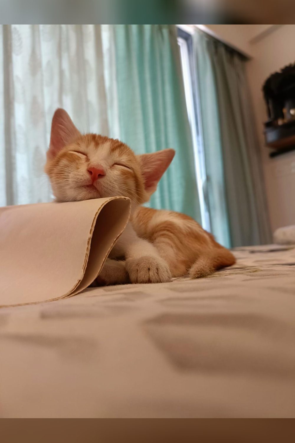 Rayu (Adoption) — Kharghar/ NaviMumbai