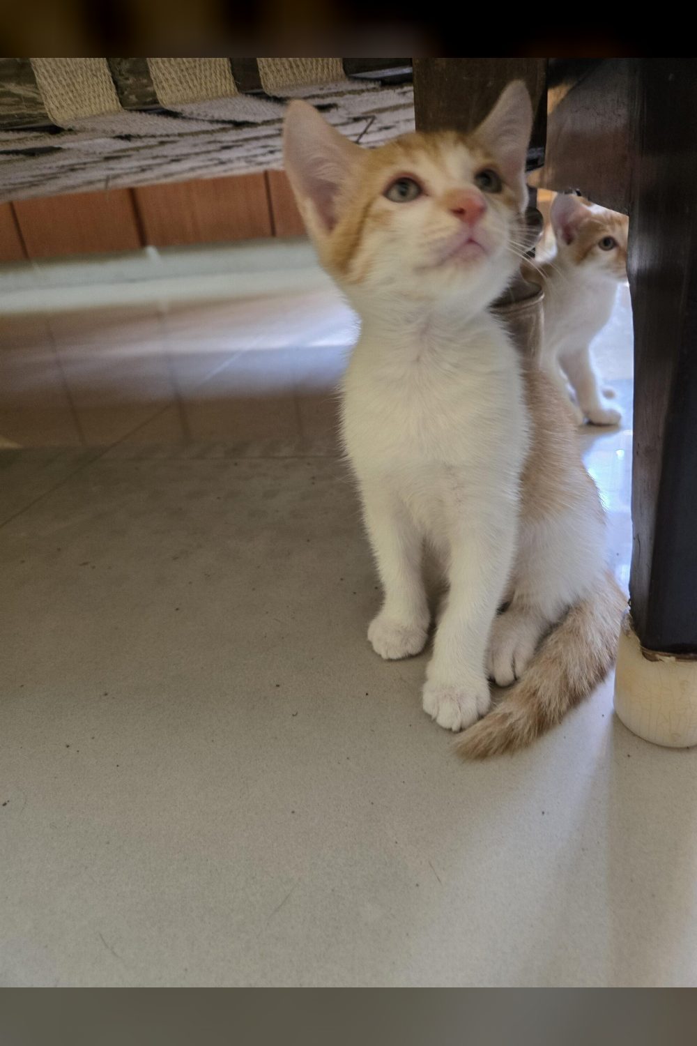 Kittens to be adopted in Bengaluru /Visakhapatnam