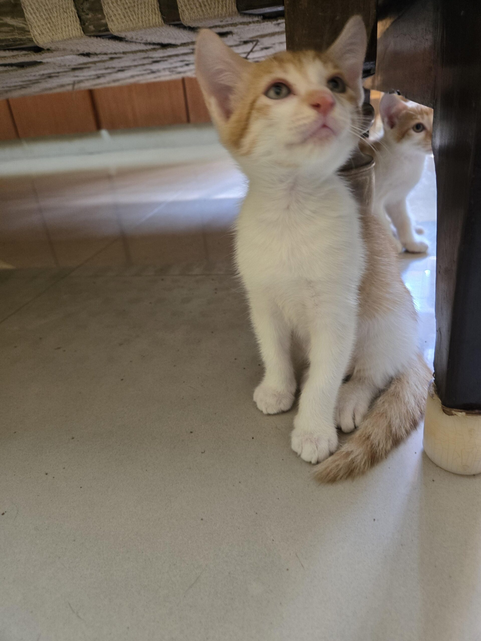 Kittens to be adopted in Bangalore /Visakhapatnam